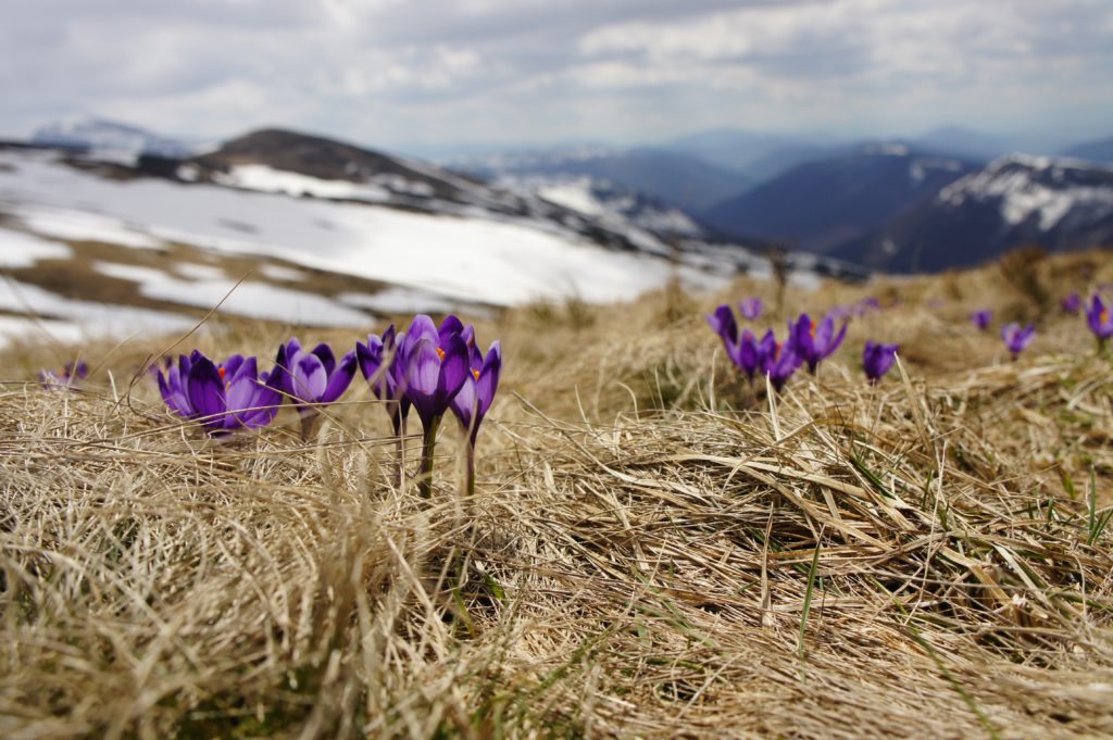 Photo by Biegun Wschodni: Blooming saffrons in the mountains